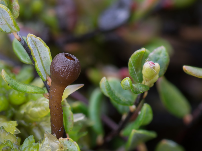 Monilinia oxycocci